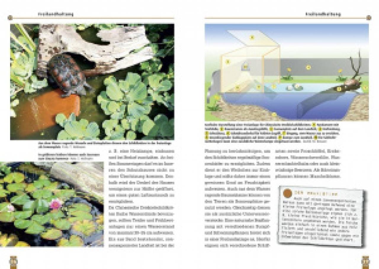 Die Chinesische Dreikielschildkröte